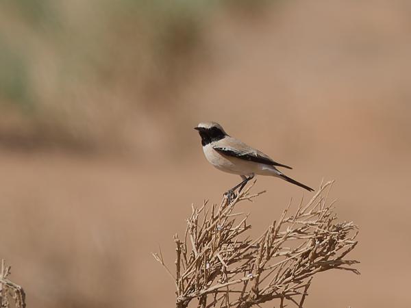 <h3><a href="/trips/marokko/biota/animalia/chordata/aves/040 passeriformes/108 muscicapidae/oenanthe deserti/oenanthe deserti-nl.html">Oenanthe&nbsp;deserti</a> / Desert&nbsp;wheatear / Woestijntapuit</h3>OM-1 Mark II met OLYMPUS M.150-400mm F4.5 TC, 1/2000 sec  bij F5.6, ISO 250, afstand 55.0&nbsp;m